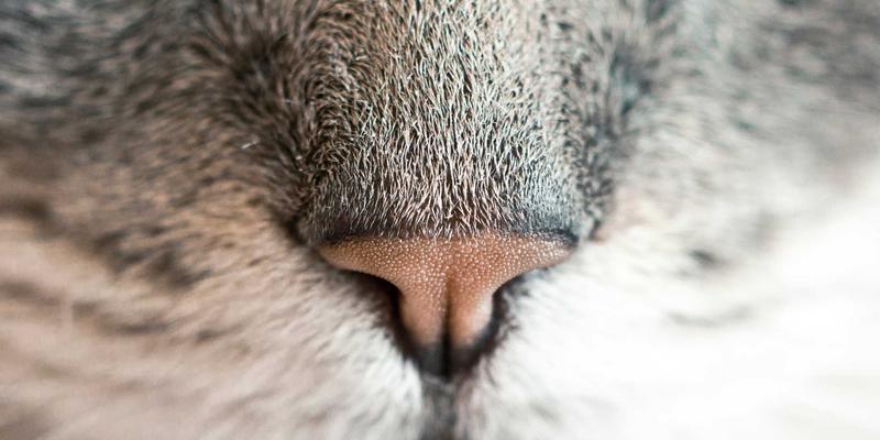 时尚设计与未来主义的交融：马可图奇风格在VR/AR艺术展览中的沉浸式革命