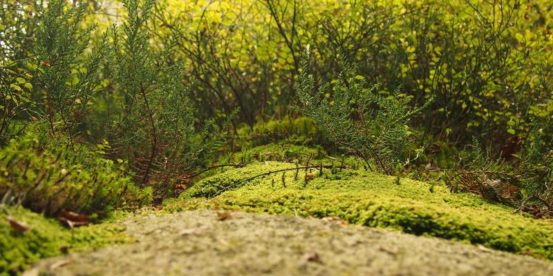 马可图奇与算法共生的设计实践：AI生成图案如何重塑高级时装的概念艺术
